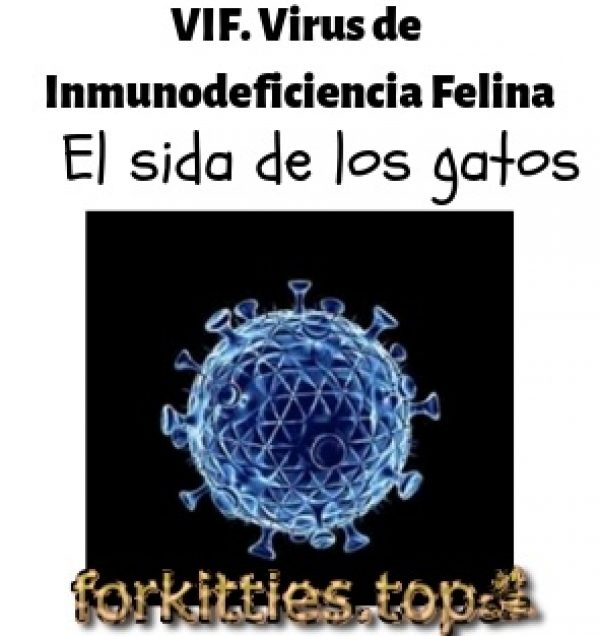 VIF. Virus de Inmunodeficiencia Felina - Forkitties.top