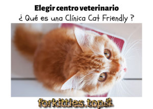 centro-veterinario-cat-friendly