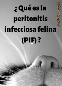 que-es-la-peritonitis-infecciosa-felina-pif